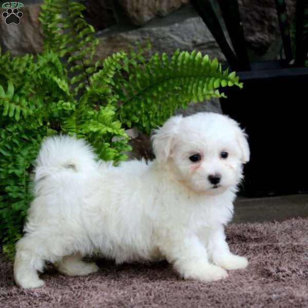 Lilac, Maltese Puppy