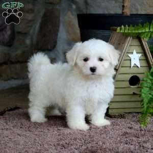 Lilac, Maltese Puppy