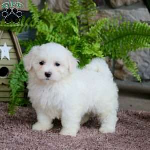 Lilac, Maltese Puppy