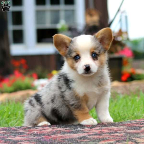 Lill, Pembroke Welsh Corgi Puppy