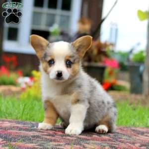 Lill, Pembroke Welsh Corgi Puppy