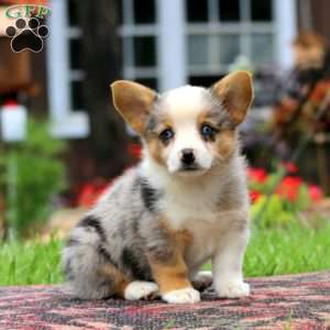 Lill, Pembroke Welsh Corgi Puppy