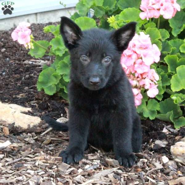 Lilly, German Shepherd Puppy