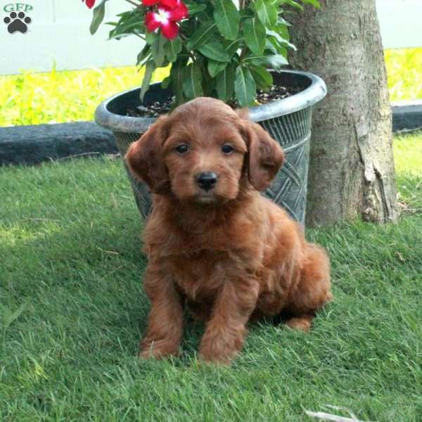 Lilly, Irish Doodle Puppy