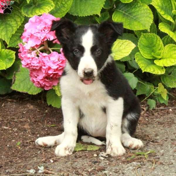 Lilly, Border Collie Puppy