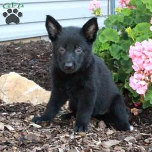 Lilly, German Shepherd Puppy