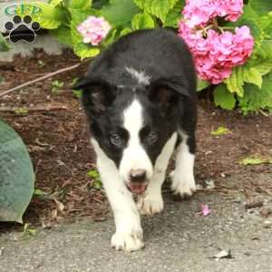 Lilly, Border Collie Puppy