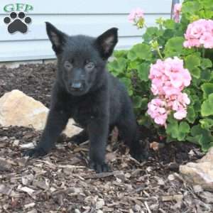 Lilly, German Shepherd Puppy