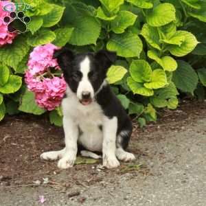 Lilly, Border Collie Puppy