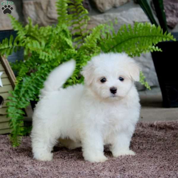 Lilly, Maltese Puppy