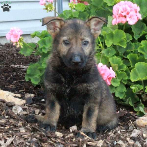 Lilo, German Shepherd Puppy