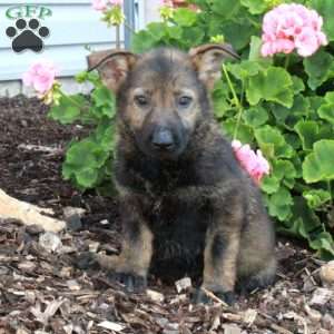 Lilo, German Shepherd Puppy