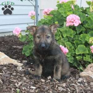 Lilo, German Shepherd Puppy