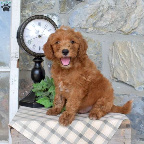 Lilo, Mini Goldendoodle Puppy