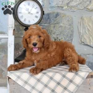 Lilo, Mini Goldendoodle Puppy