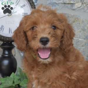 Lilo, Mini Goldendoodle Puppy