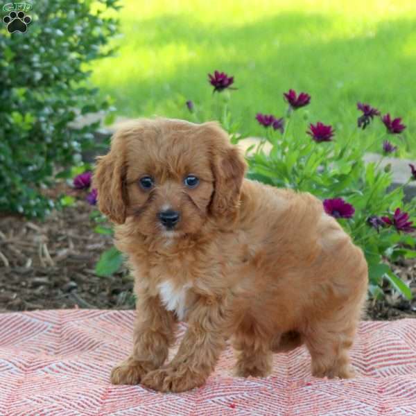 Lily, Cavapoo Puppy