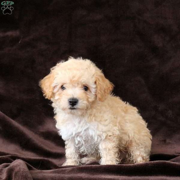 Lily, Bich-Poo Puppy