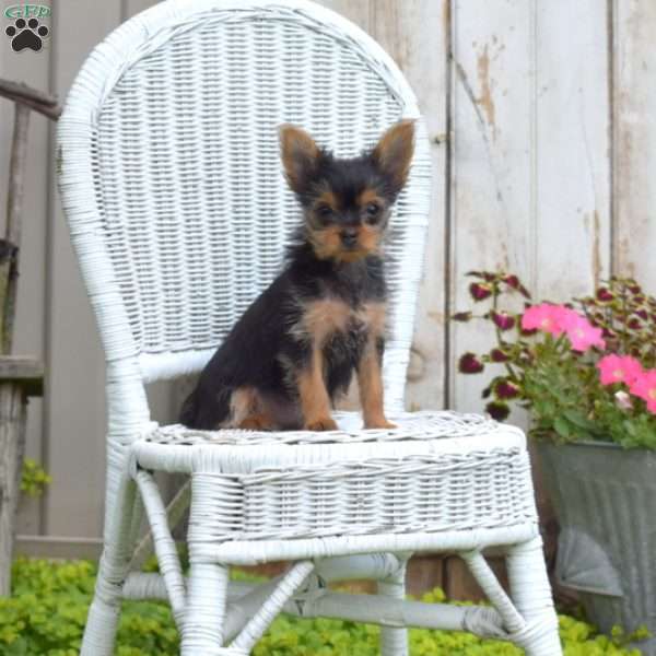 Lily, Yorkie Puppy
