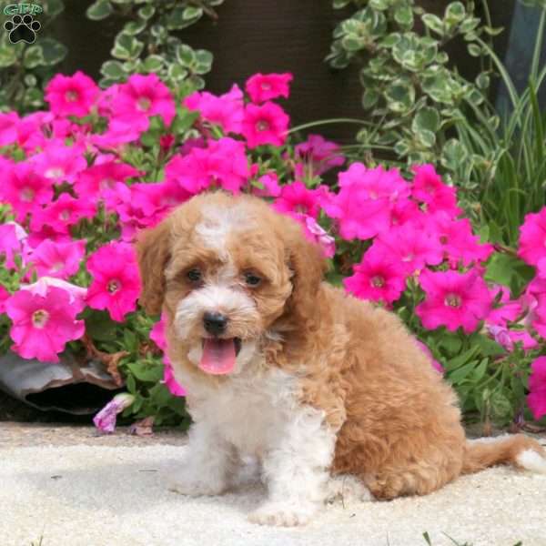 Lily, Havapoo Puppy