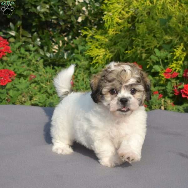 Lily, Teddy Bear Puppy