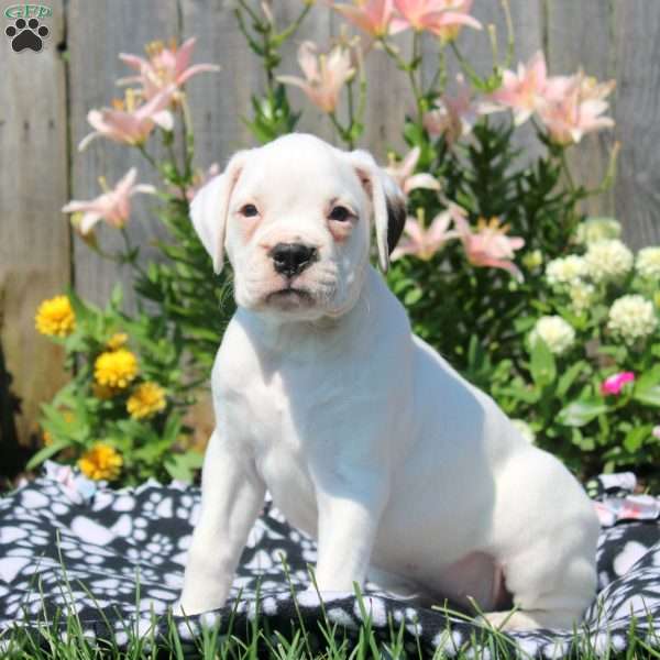 Lily, Boxer Puppy