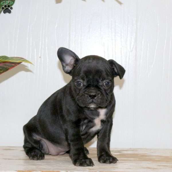 Lily, Frenchton Puppy