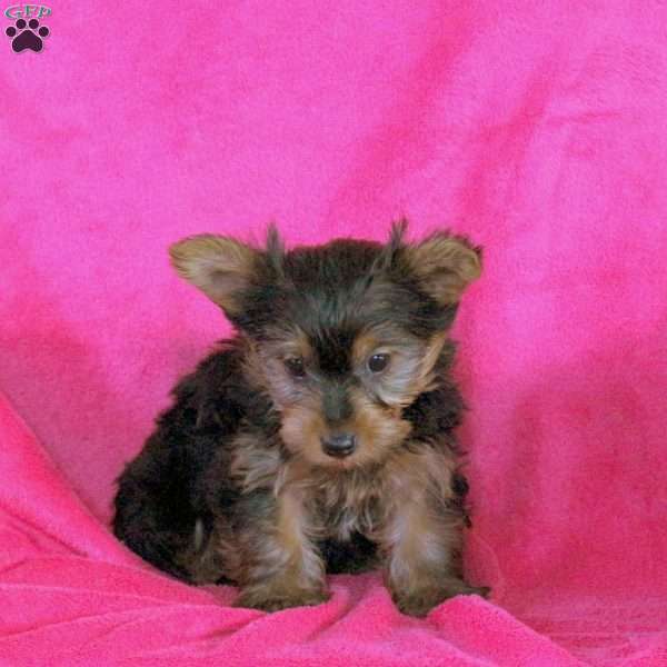 Lily, Yorkie Puppy