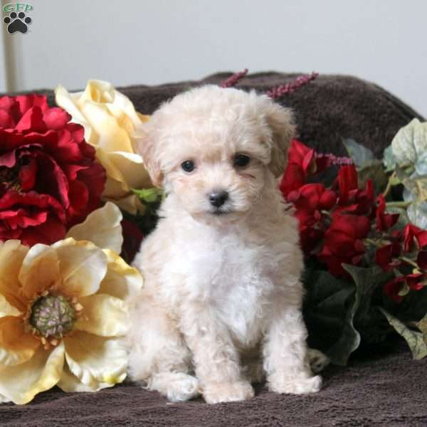 Lily, Havapoo Puppy