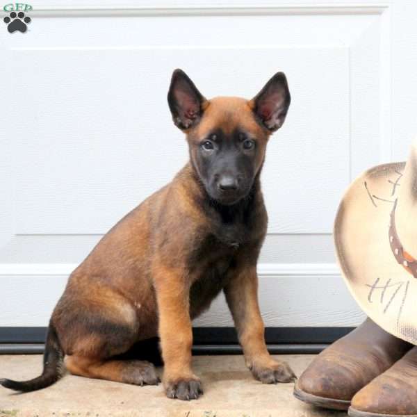Lily, Belgian Malinois Puppy