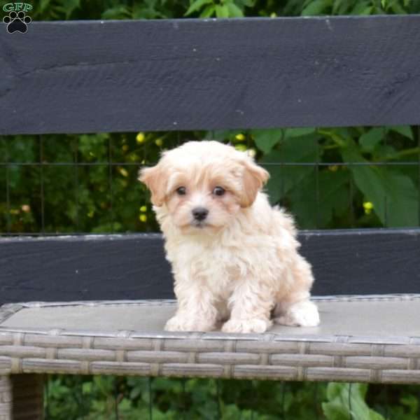 Lily, Maltipoo Puppy