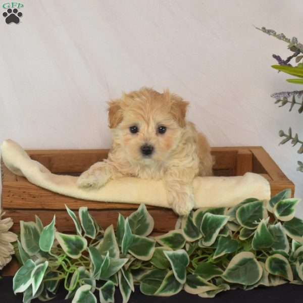 Lily, Maltipoo Puppy