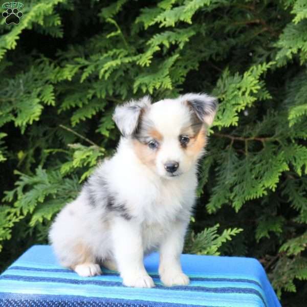Lily, Miniature Australian Shepherd Puppy