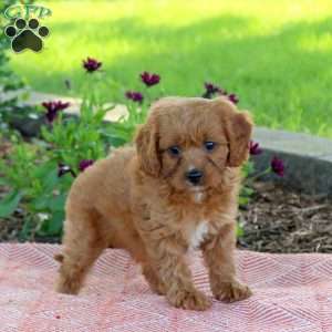 Lily, Cavapoo Puppy