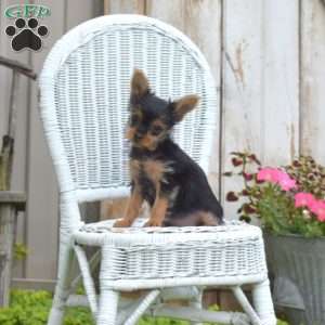 Lily, Yorkie Puppy