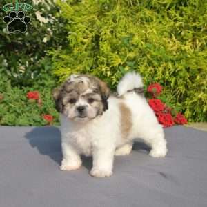 Lily, Teddy Bear Puppy