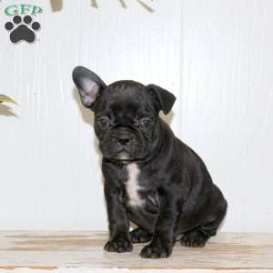 Lily, Frenchton Puppy