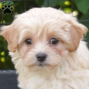 Lily, Maltipoo Puppy