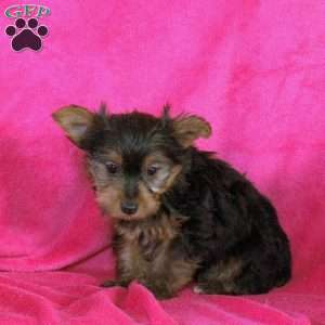 Lily, Yorkie Puppy