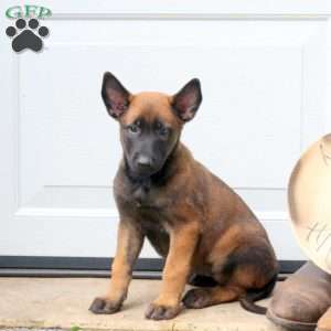 Lily, Belgian Malinois Puppy