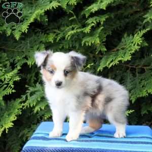 Lily, Miniature Australian Shepherd Puppy