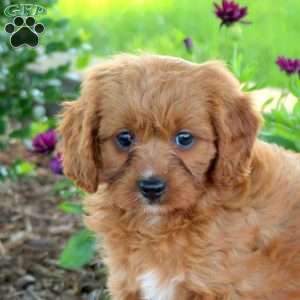 Lily, Cavapoo Puppy