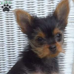 Lily, Yorkie Puppy