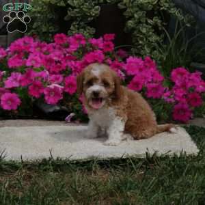Lily, Havapoo Puppy