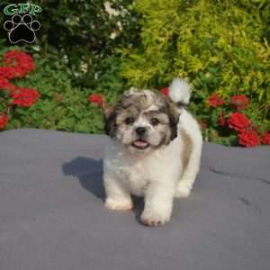 Lily, Teddy Bear Puppy