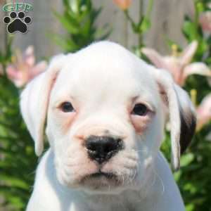 Lily, Boxer Puppy