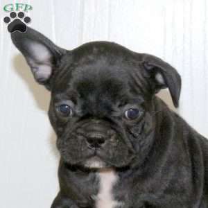 Lily, Frenchton Puppy
