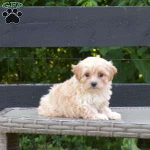 Lily, Maltipoo Puppy