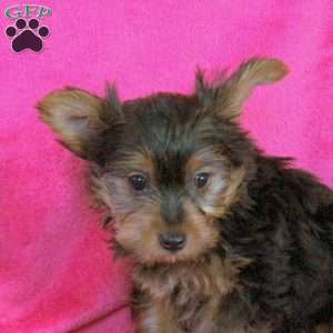 Lily, Yorkie Puppy