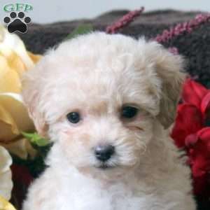 Lily, Havapoo Puppy